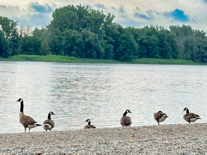 Six bustards on the banks of the River by Genevieve Gagnon
