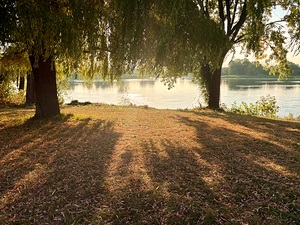 Tree shadows by Genevieve Gagnon