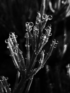 Morning dew 2 by Genevieve Gagnon