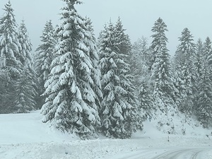 Snow-covered fir tree by Genevieve Gagnon