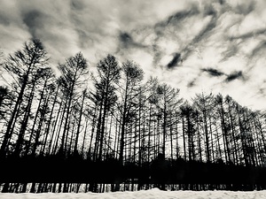 Trees along the road by Genevieve Gagnon