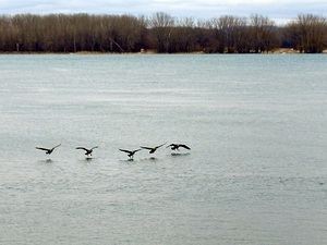Bustards landing on the River by Genevieve Gagnon