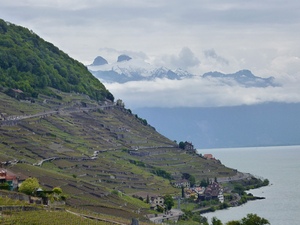Terraced vineyards near to the Swiss Alps by Genevieve Gagnon