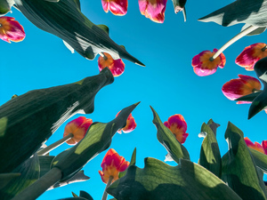 Flower time  by Genevieve Gagnon