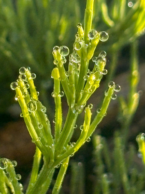 Morning dew by Genevieve Gagnon