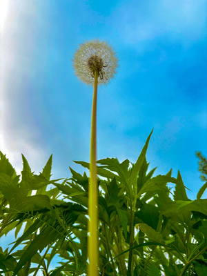 Dandelion by Genevieve Gagnon