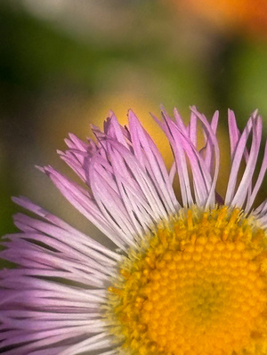 Flower 2 by Genevieve Gagnon