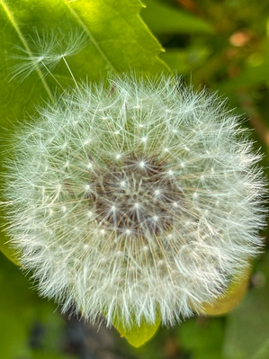 Dandelion pollen by Genevieve Gagnon