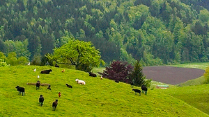 Swiss Pasture by Genevieve Gagnon