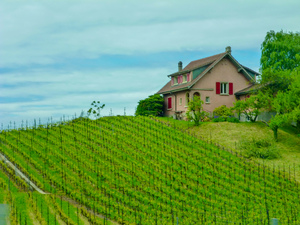 Terraced vineyard 3 by Genevieve Gagnon