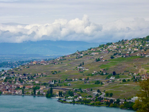 Terraced vineyards near to the Swiss Alps by Genevieve Gagnon