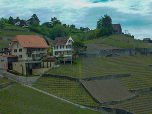 Terraced vineyard 2 by Genevieve Gagnon