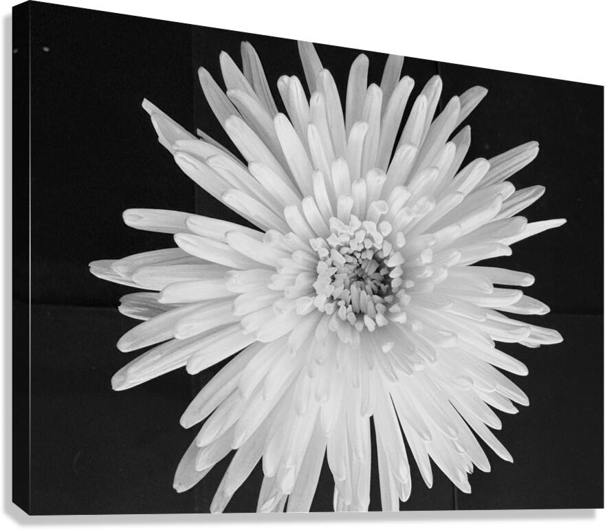 Flower Canvas Print