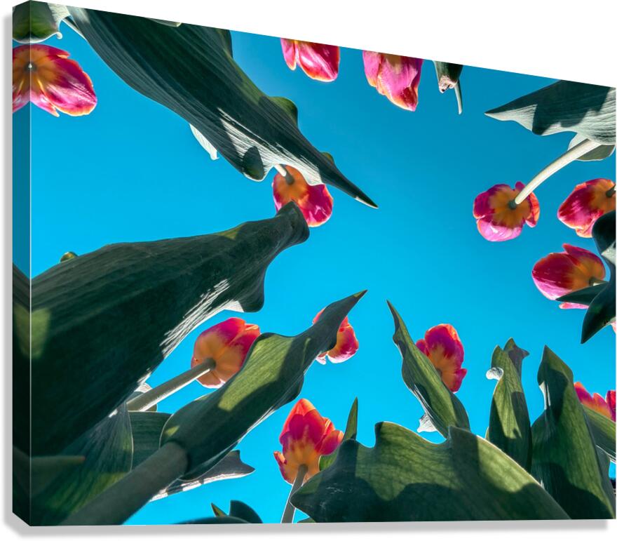 Flower time  Canvas Print
