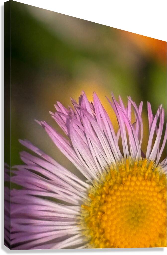 Flower 2 Canvas Print