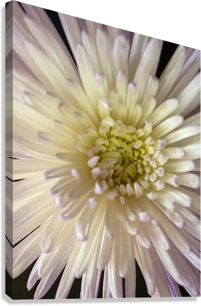 Flower 3 Canvas Print