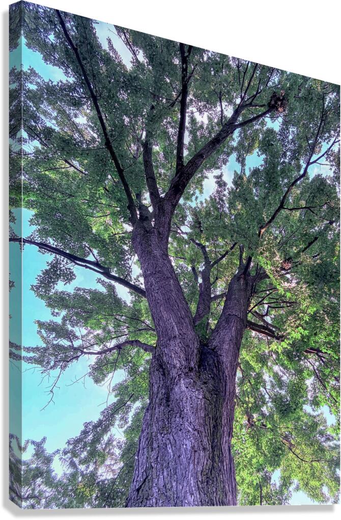 Tree Canvas Print