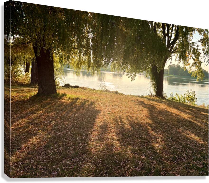 Tree shadows Canvas Print