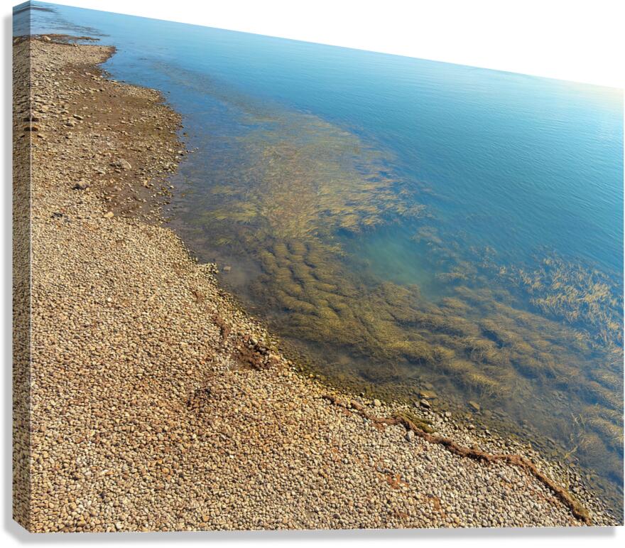 Imaginary reef Canvas Print
