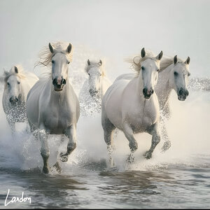The Horses 4