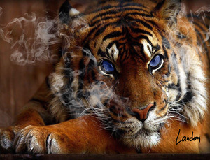 Tiger Smoke