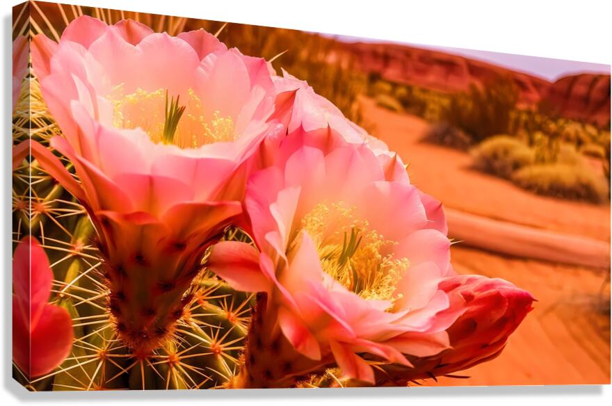   prompt   close up  blooming desert cactus  vibr Canvas Print
