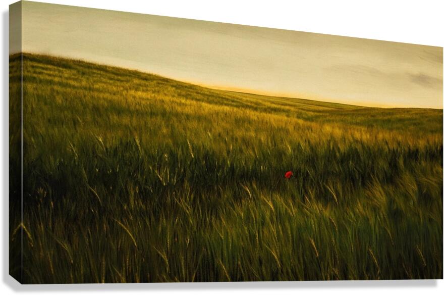 Golden Wheat Field with Red Poppy: A Serene Landscape Canvas Print