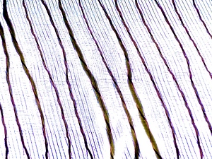IMG 3526