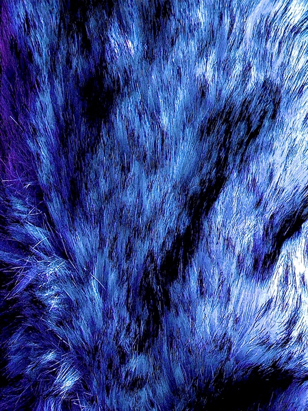 IMG 1329 Print