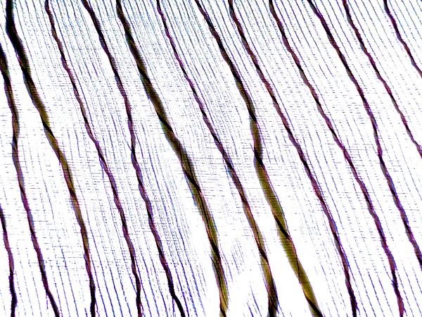 IMG 3526 Print