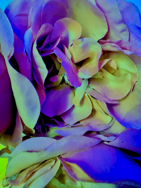 IMG 1226 Print