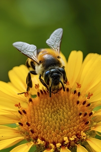 Macro bee isolated 2