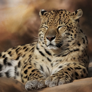 persian leopard sleeping 2