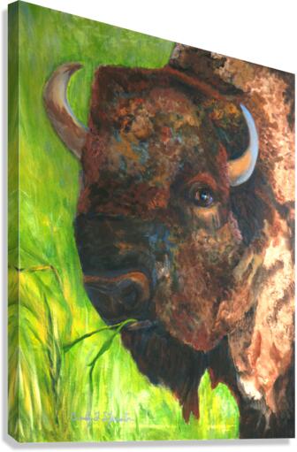 Bison Canvas Print