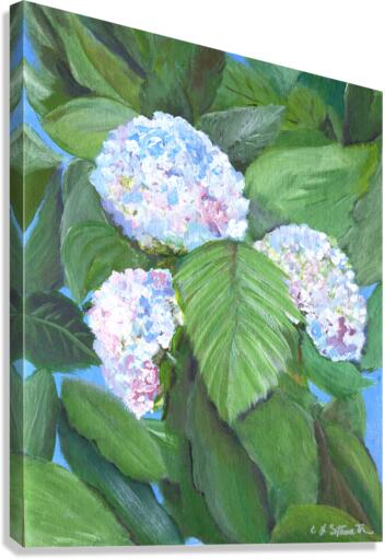 Hydrangea  Canvas Print