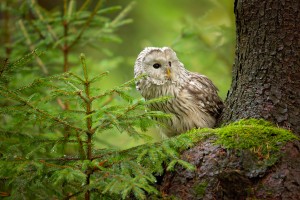 Ural Owl