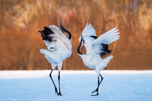 The dance of love