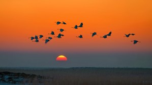 Red-crowned Crane