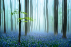 the blue forest ........
