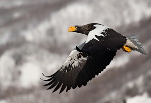 Steller's sea eagle
