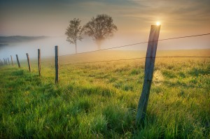 morning sun