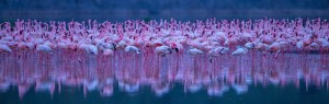 Flamingos