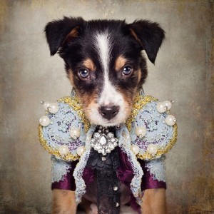Shelter Pets Project - Loki