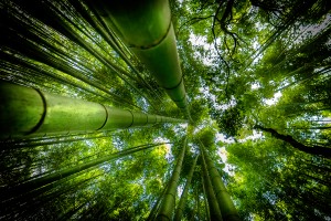 ARASHIYAMA