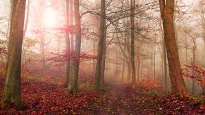 Forest scene.