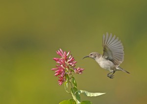 Sunbird