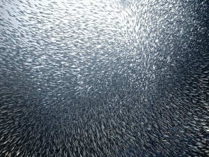 Sardines Firework