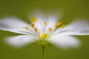 Softly Stitchwort