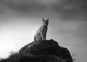 Lynx drama.