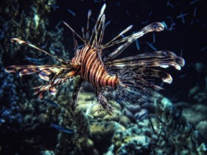 Red sea flower